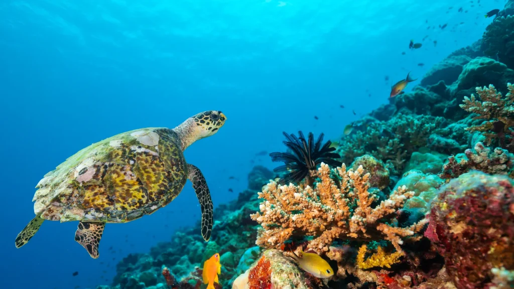 We're looking at a photo in the ocean of a sea turtle, coral, and some fish. The water is a deep blue gradient, getting darker the deeper the water. The sea turtle swims near the coral reef. The fish come in a variety of shapes and colors including but not limited to yellow, golden, and dark grey-blue. 