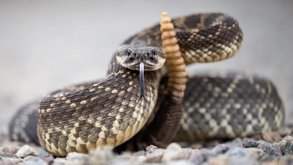 A diamond back rattlesnake coils up deffensively with it's split tongue slithering out. It sits against grey rocks. 
