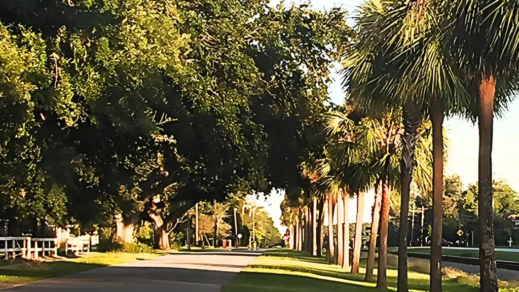A streetway lined with mature trees including palms as the sun shines through them.