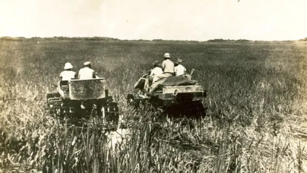 Gladesmen in swamp buggies. It's an undated photo, but it's obviously an older photo. It's sepia toned as five visible people ride on these buggies in a deeply grassed area. 