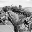 A black and grey photo of a horse. It's c lose up photo of their head and neck along with a partial view of the saddle.
