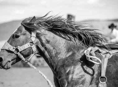 A black and grey photo of a horse. It's c lose up photo of their head and neck along with a partial view of the saddle.