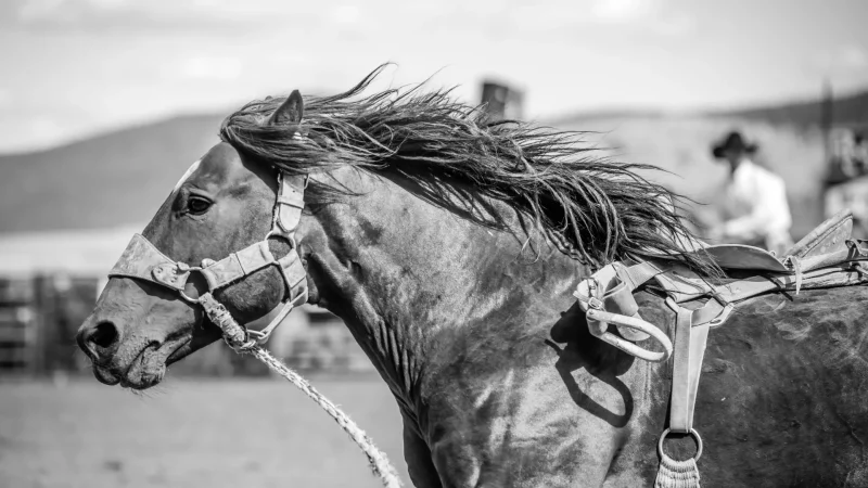 A black and grey photo of a horse. It's c lose up photo of their head and neck along with a partial view of the saddle.