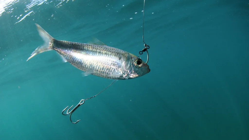 A photo of pilchard bait in the water as  it's hooked and then a larger triple hook hangs below it off of a leader. 