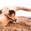 A goat skull sitting in orange-toned sand.