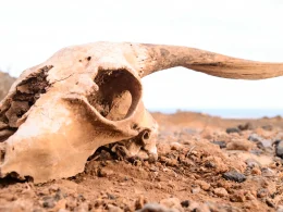 A goat skull sitting in orange-toned sand.