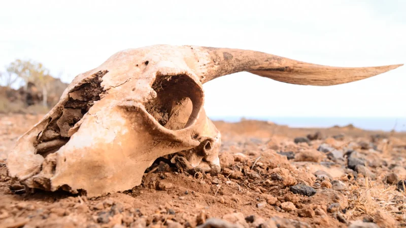 A goat skull sitting in orange-toned sand.