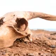 A goat skull sitting in orange-toned sand.