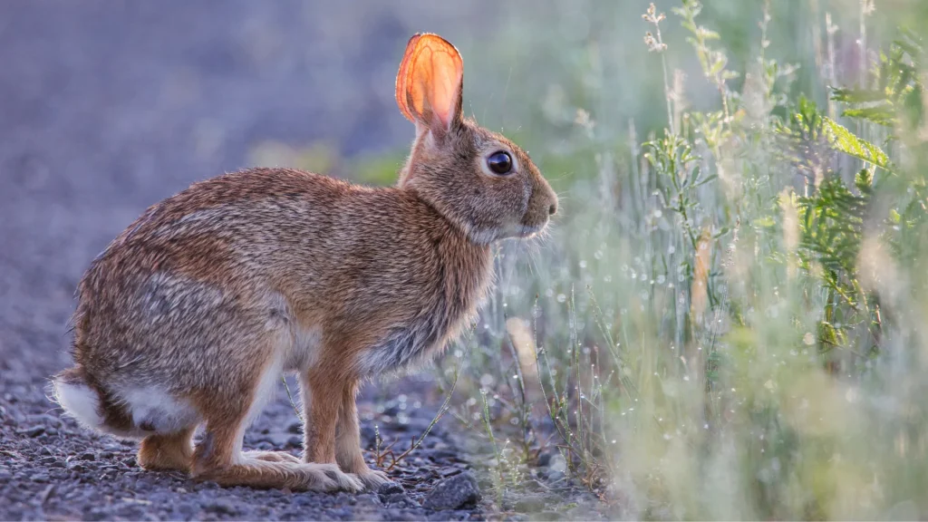 A cottontail rabbit on the edge of a dirt trail beside some grass and plants.