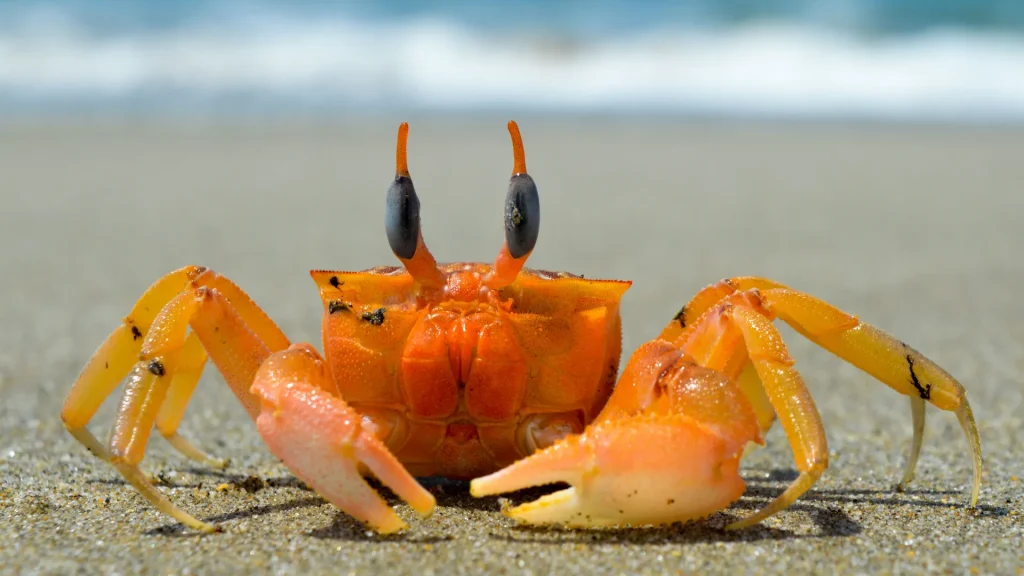 A small orange crab on a beach with the ocean washing up on shore behind it out of focus. 