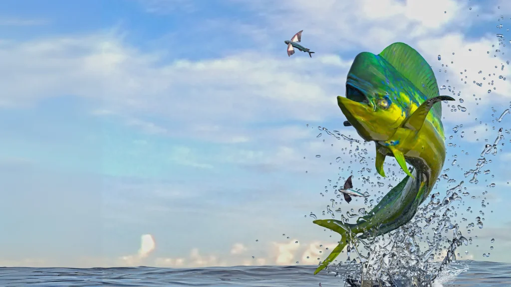 A photo of a bright green and teal Mahi-Mahi jumping out of the water to catch a flying fish. 