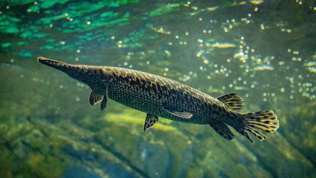 An alligator gar in shimmering water against the backdrop of rocks. IT's a long fish with a slender snout.