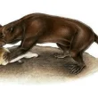 Amphicyonidae, an extinct mammal depicted via a drawing as it consumes another animal.