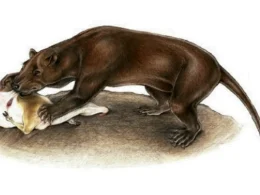 Amphicyonidae, an extinct mammal depicted via a drawing as it consumes another animal.