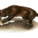 Amphicyonidae, an extinct mammal depicted via a drawing as it consumes another animal.