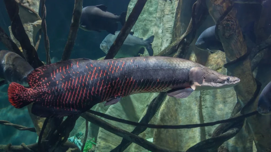 The arapaima is a black and red fish, long and eel-like with a short tail and a long snout. It sits against natural foliage in the water with piranha.