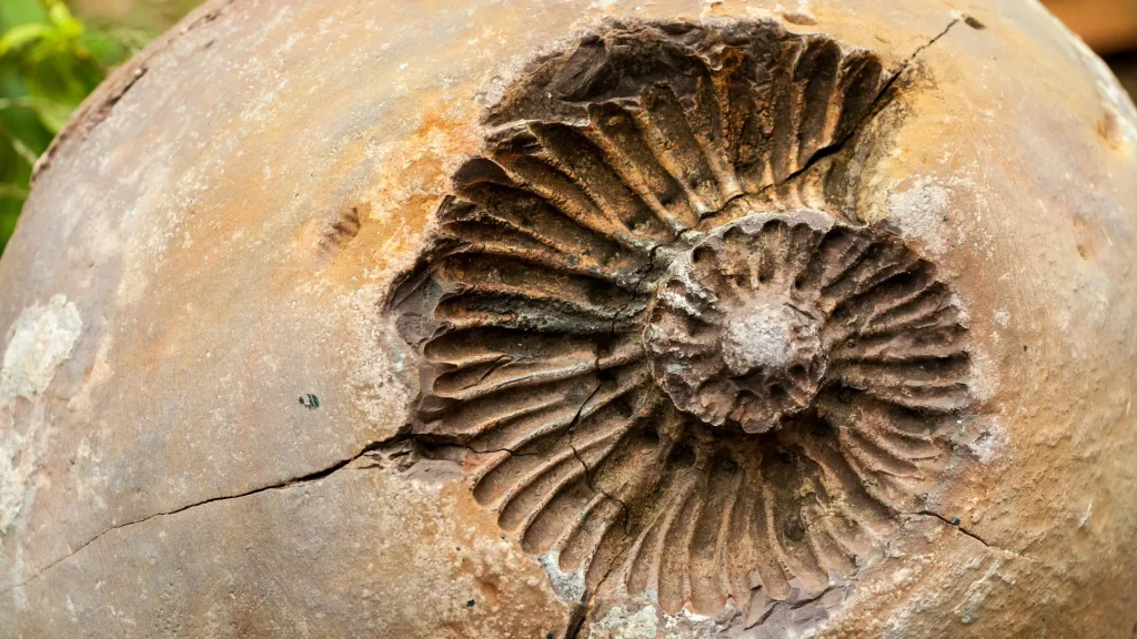 A fossil of a shell in a brown and rust toned rock. 