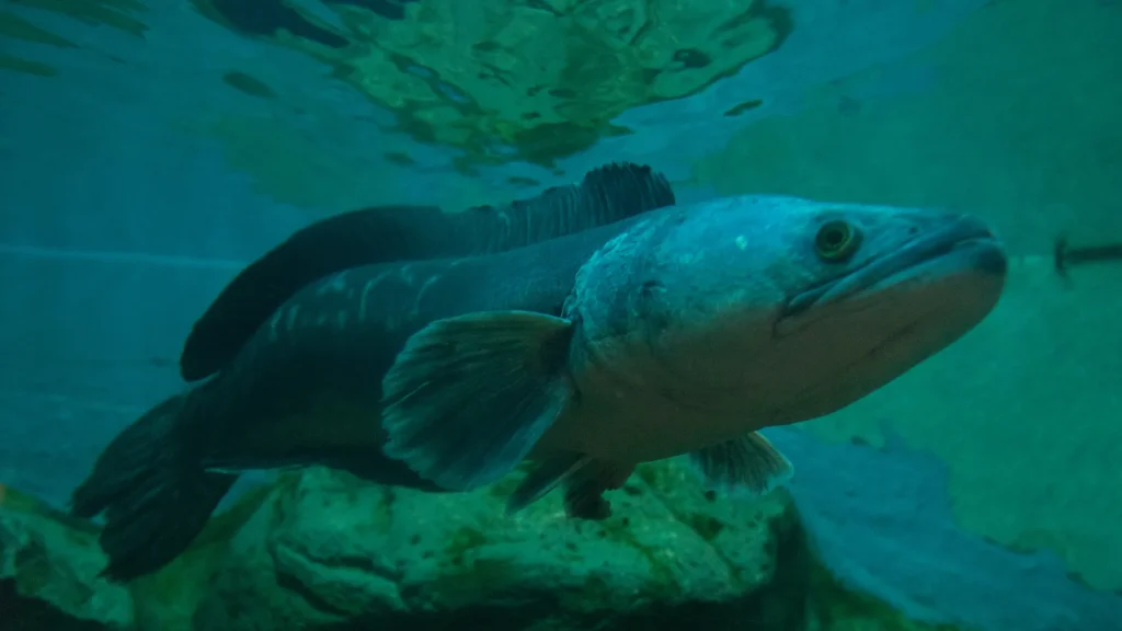 A Giant Snakehead fish in an aquarium is tinted aquamarine in the water.