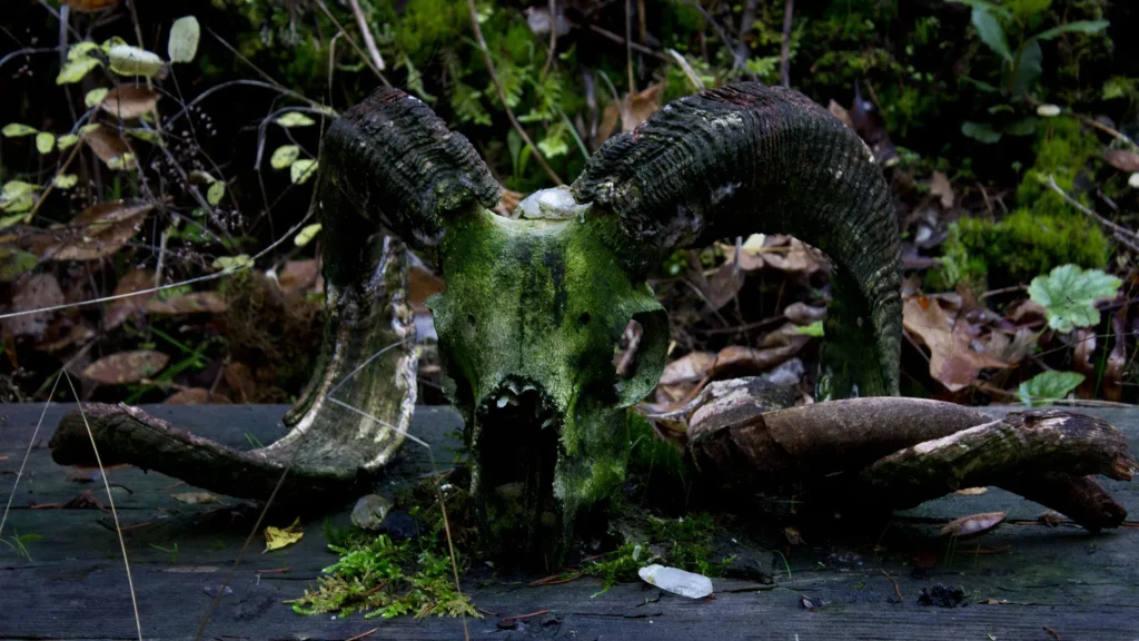 A mossed-over goat skull on a slab of rock with vegetation, foliage, and more behind it.