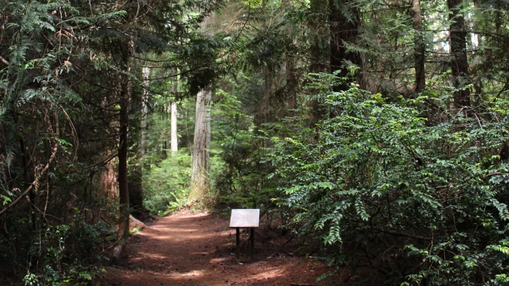 An image of a trail in the Grand Forest. It depicts a deep red trail with a sign coming up on the right-hand side of the trail. It's densely forested.