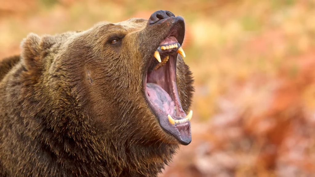 A brown bear roaring with their mouth wide open, showing their k-9's. 