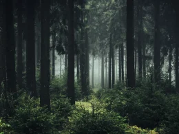 A dark foggy forest as fog peaks through the trees and verdant foliage.