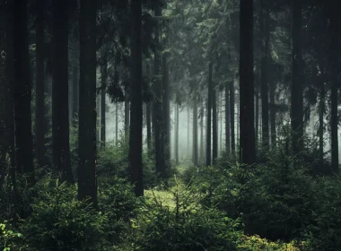 A dark foggy forest as fog peaks through the trees and verdant foliage.