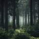 A dark foggy forest as fog peaks through the trees and verdant foliage.