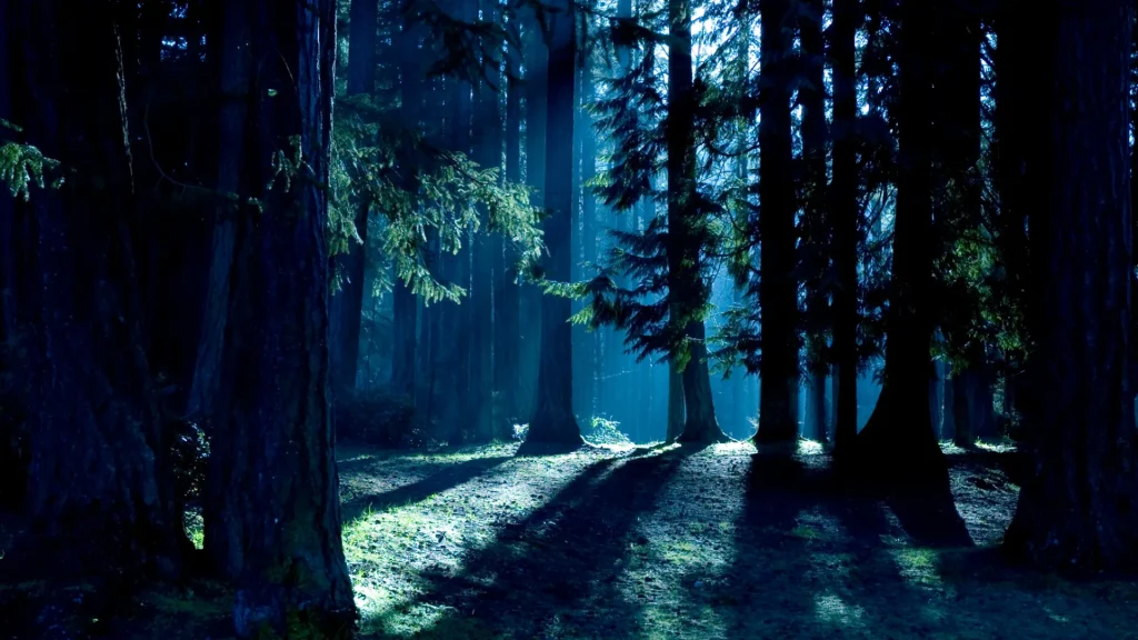 A densely wooded forest at night as the moonlight shines through the trees, casting long dark shadows. 