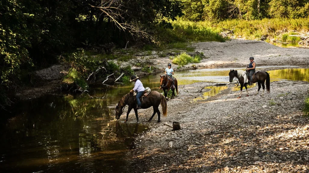 Three people on horses walking along a creek as the sun peaks through dense forest and tree lines. 